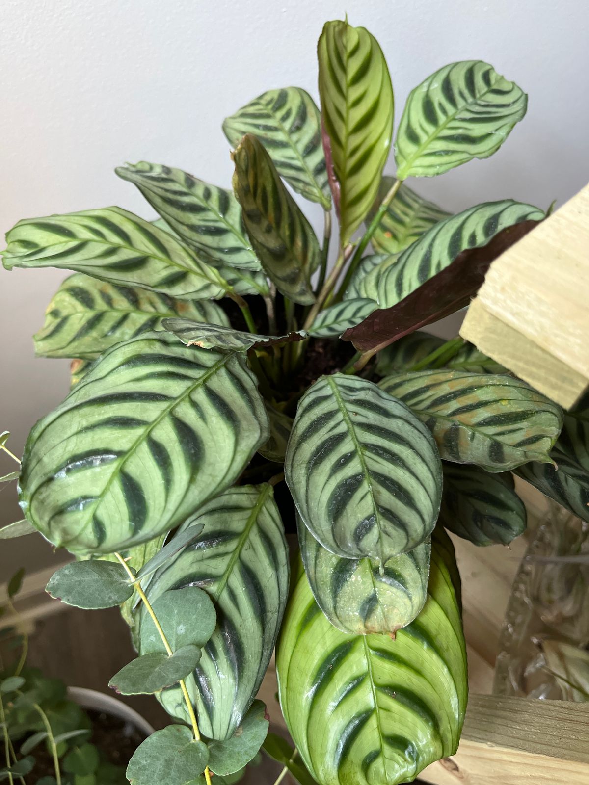 dracena warnecki Dracaena Warneckii | Air Purifying Easy Care Houseplants for Delivery main image 1