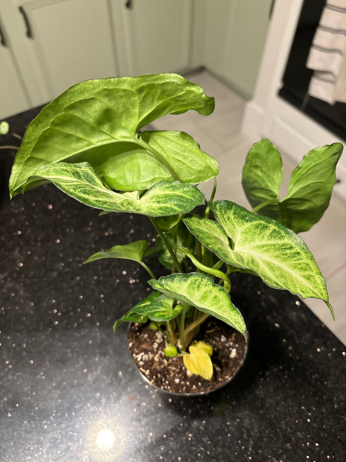 cardamom plant Green Cardamom Live Plant - 1 gallon pot main image 1
