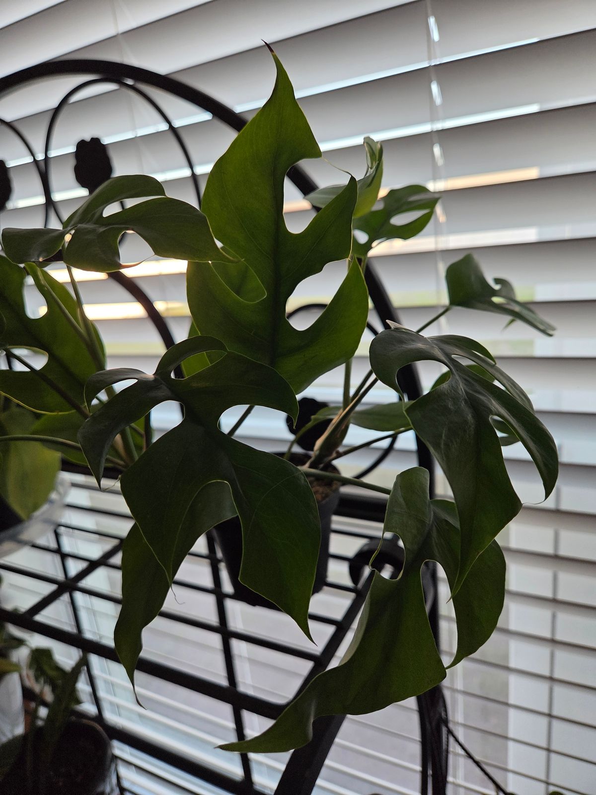 4" Rhaphidophora Tetrasperma 'Mini Monstera'  BWH Plant Co