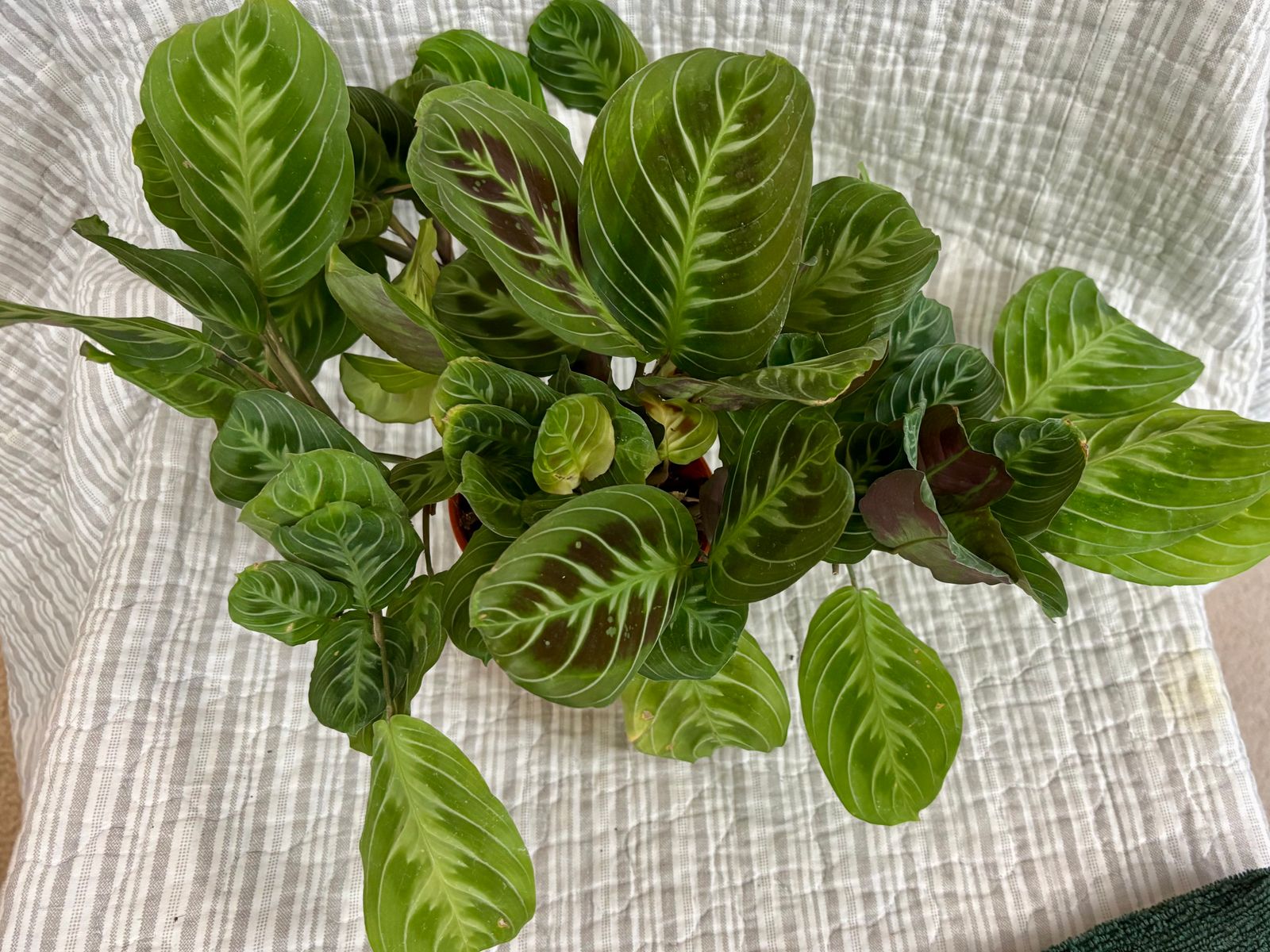 succulent gift basket Succulent Gift Basket  Roselent