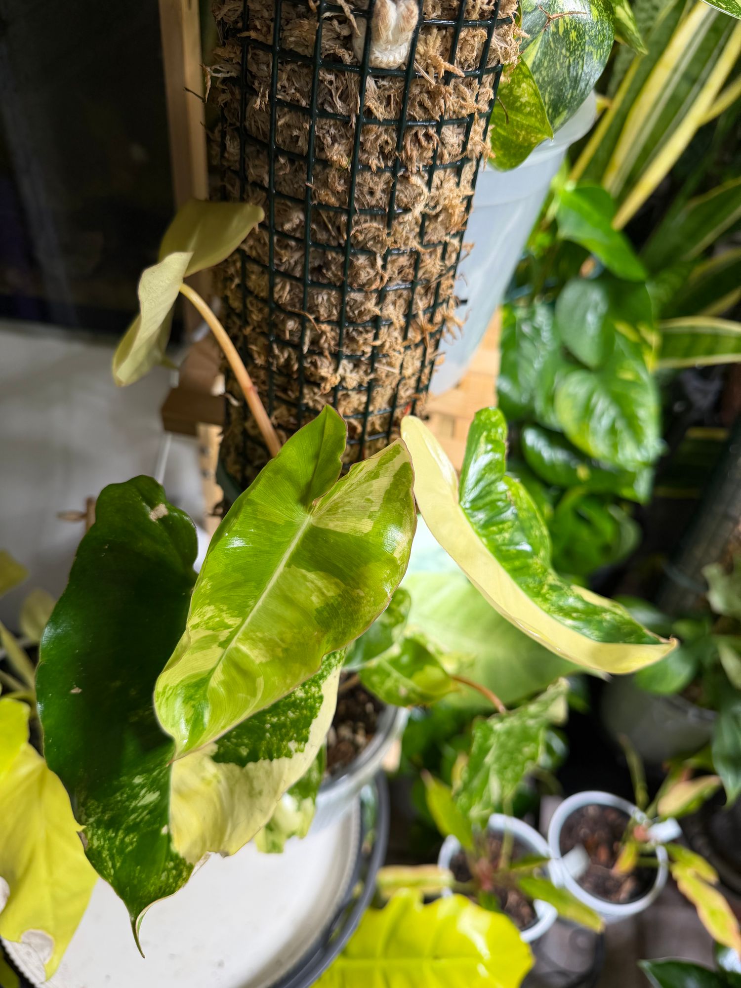 4" Variegated Philodendron 'Burle Marx'  BWH Plant Co