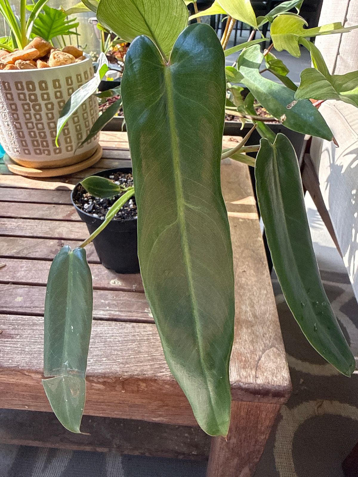 4" Philodendron 'Spiritus Sancti'  BWH Plant Co