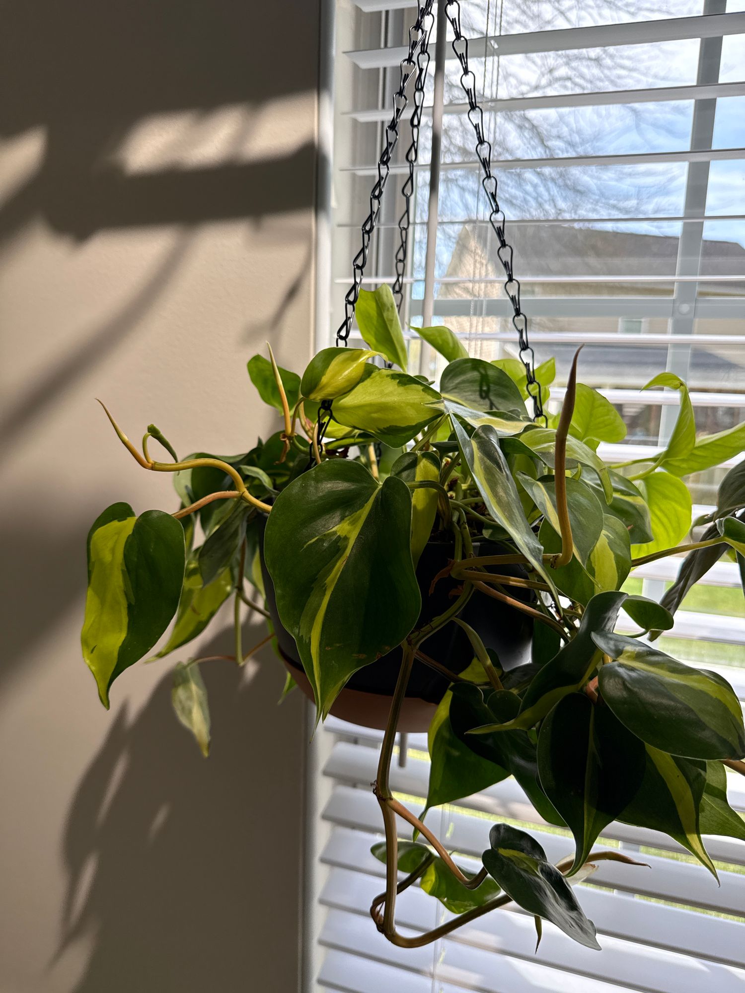 6" Philodendron 'Brasil' (Hanging Basket)  BWH Plant Co