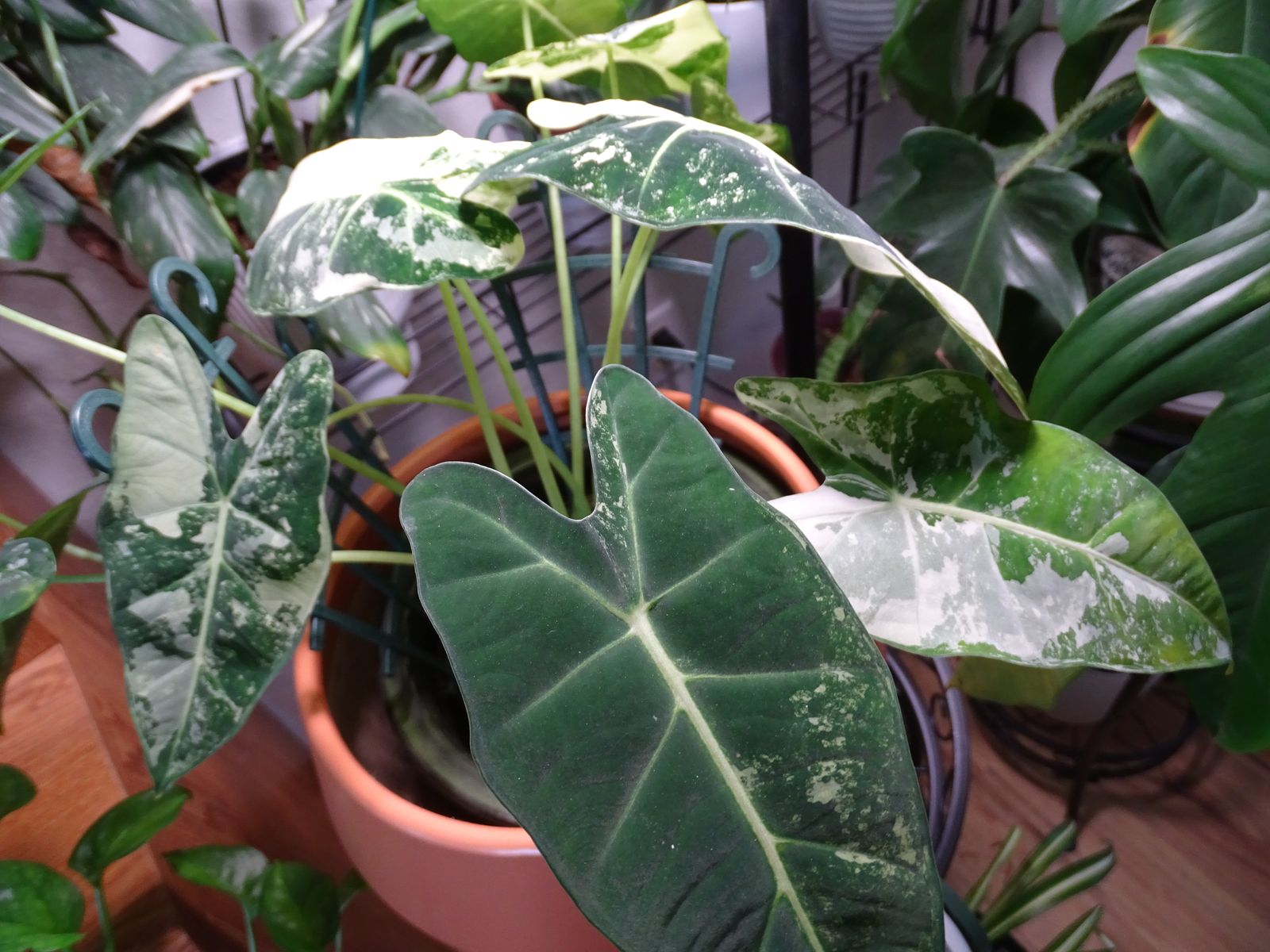 grandiol green plant fertiliser Dyna-Gro Foliage Pro