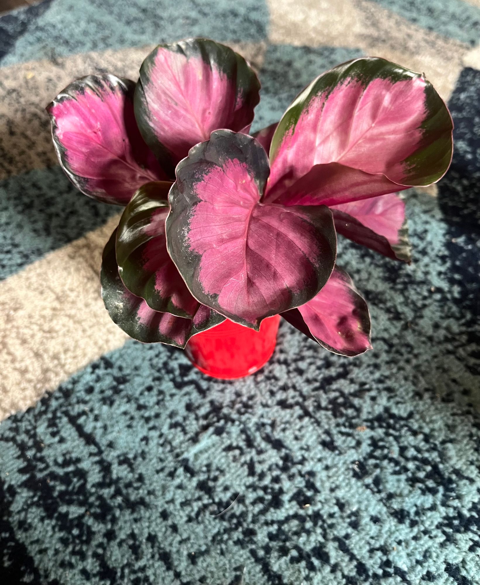 4" Calathea 'Crimson'  BWH Plant Co