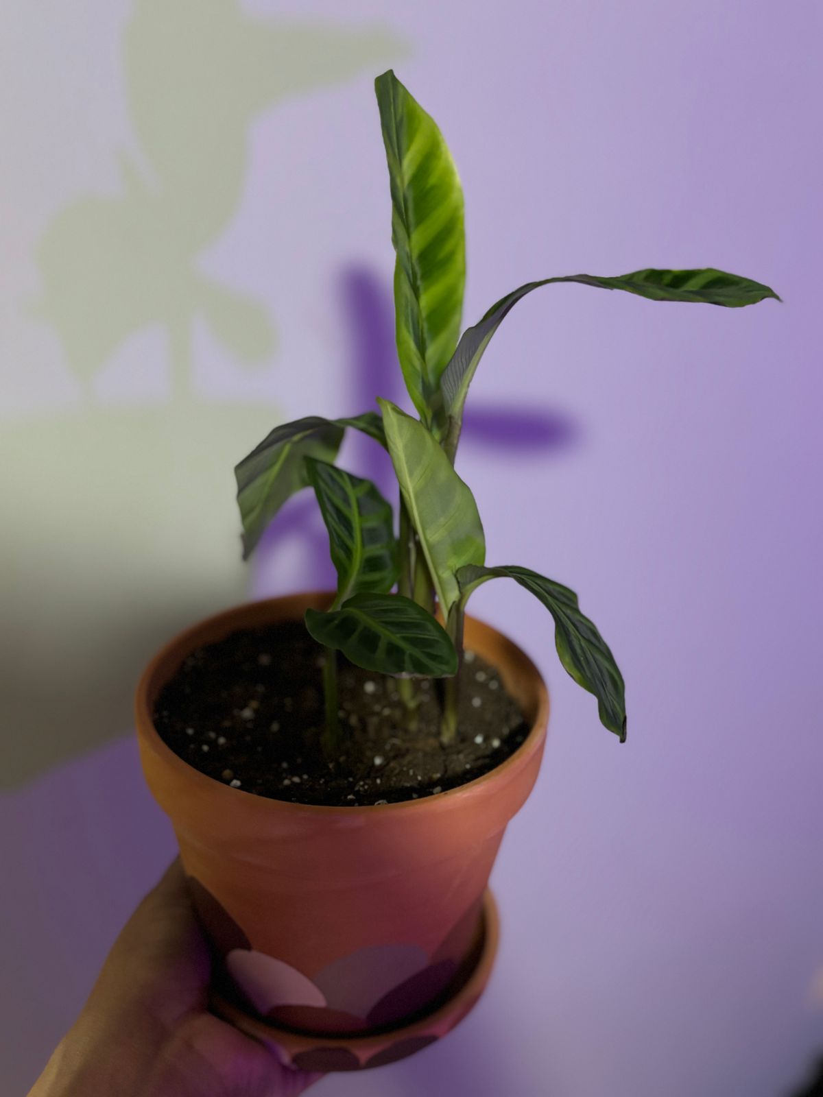 4" Calathea 'Freddie'  BWH Plant Co