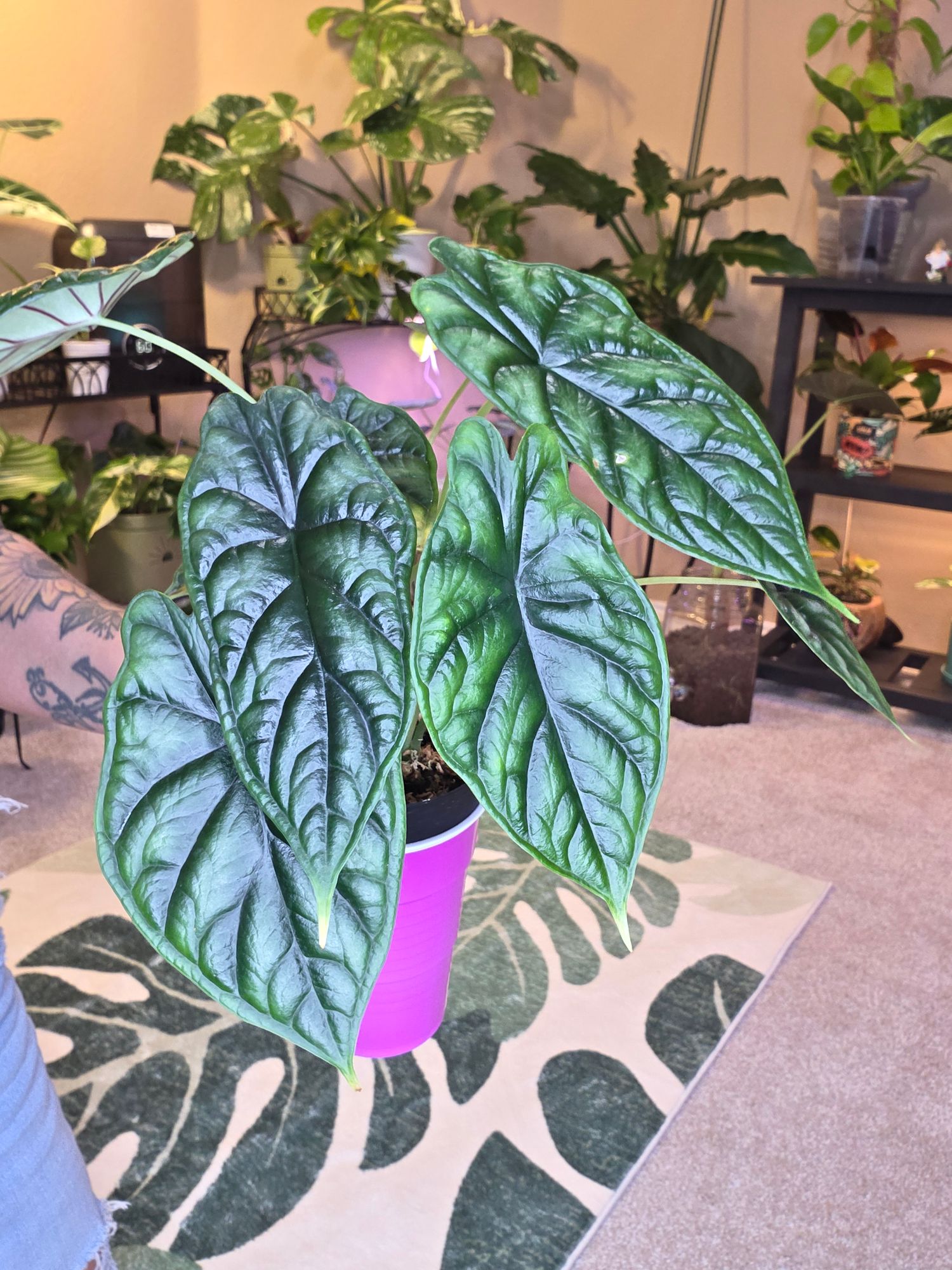 philodendron poster Philodendron Species ID Chart