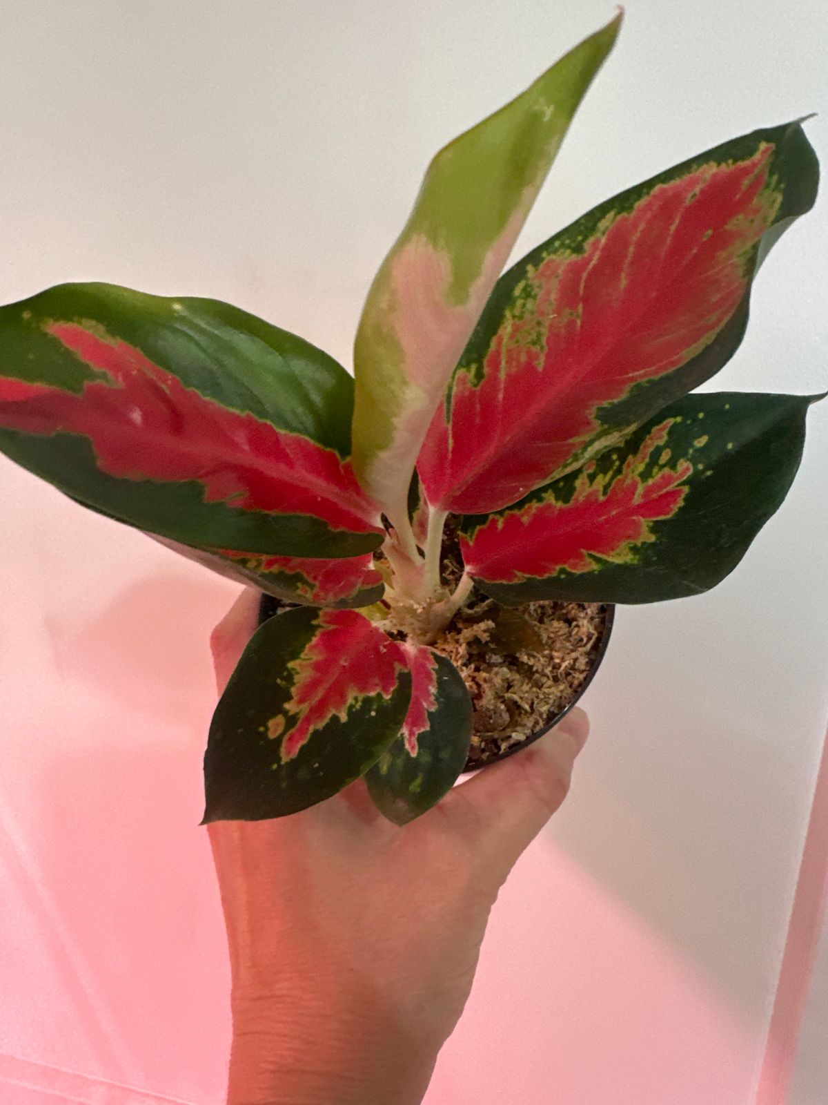 4" Aglaonema 'Red King'  BWH Plant Co