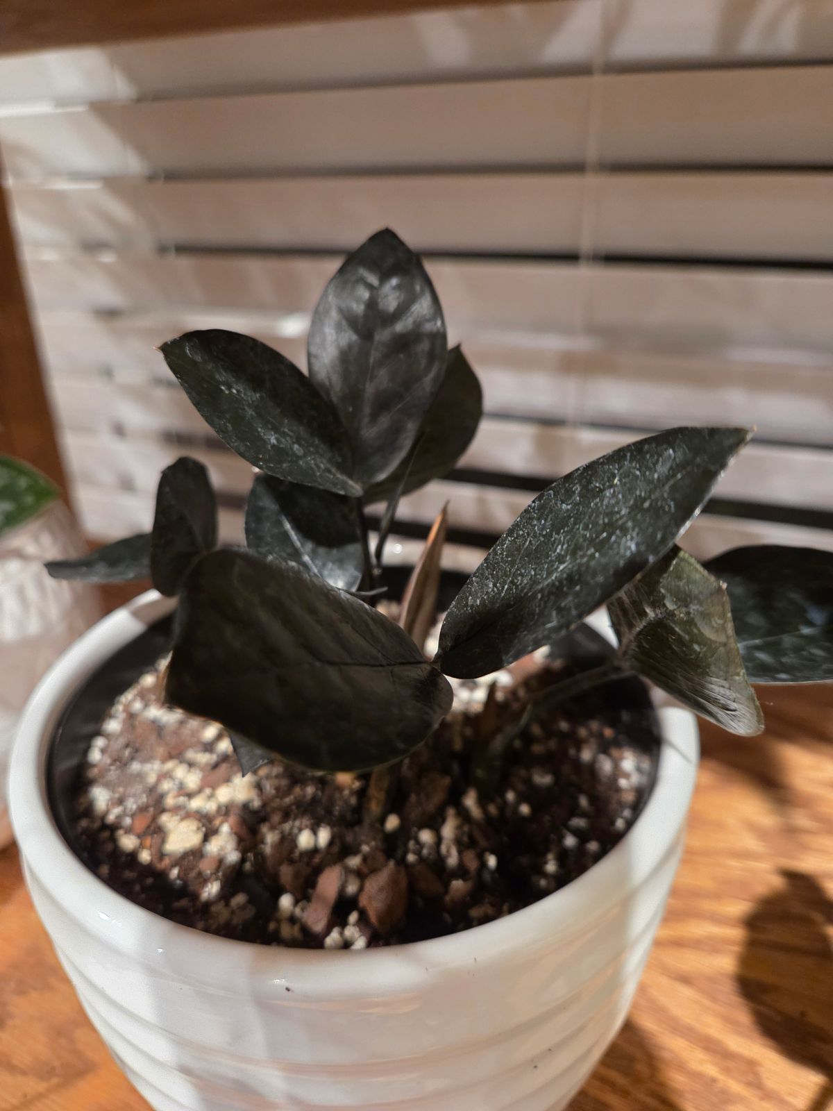 zebra plant succulent care Shop 'Zebra Plant - Haworthia fasciata' Care and Growing Guide main image 1