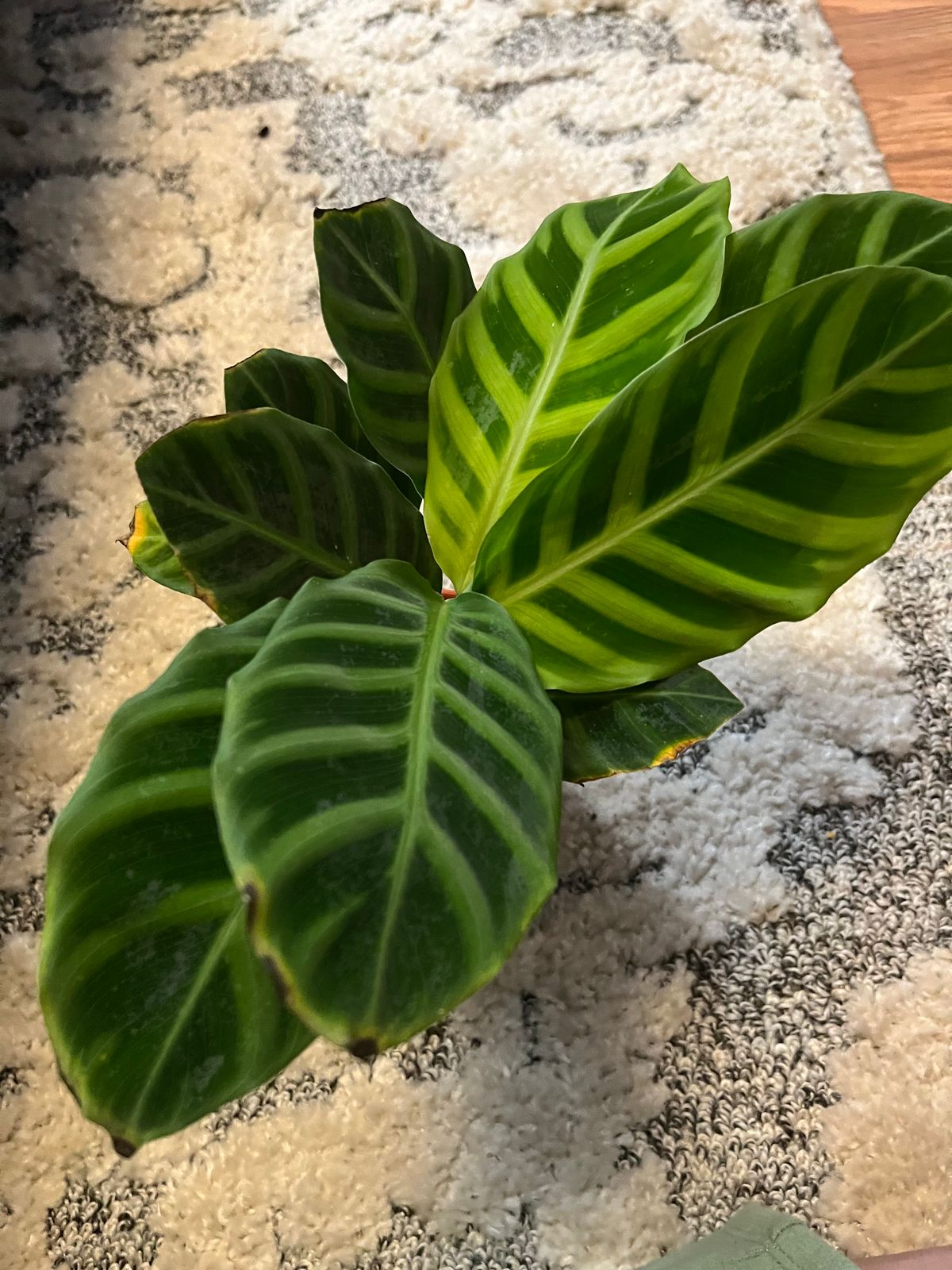 efeu trockenheit Gemeiner Efeu Fertighecke (Hedera helix) | 180 cm Fix-und-Fertig