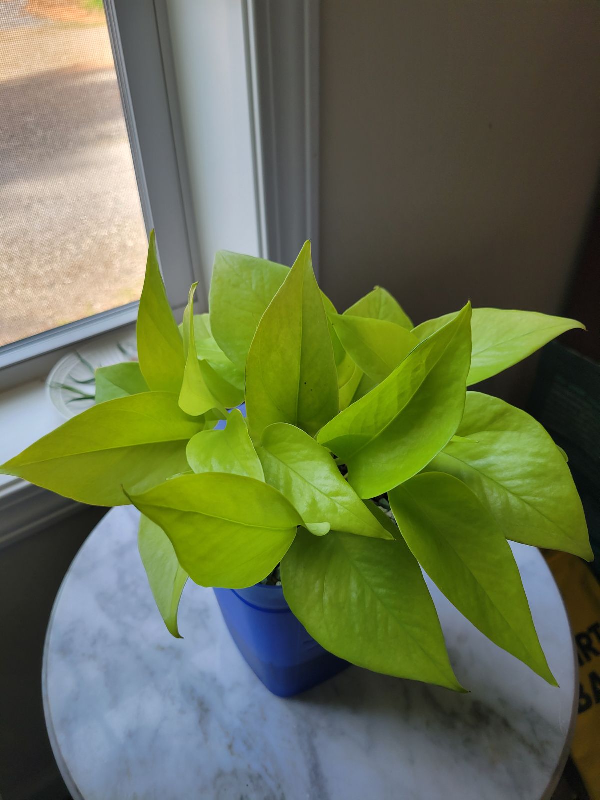 6" Pothos 'Neon' (Hanging Basket) - BWH Plant Co.