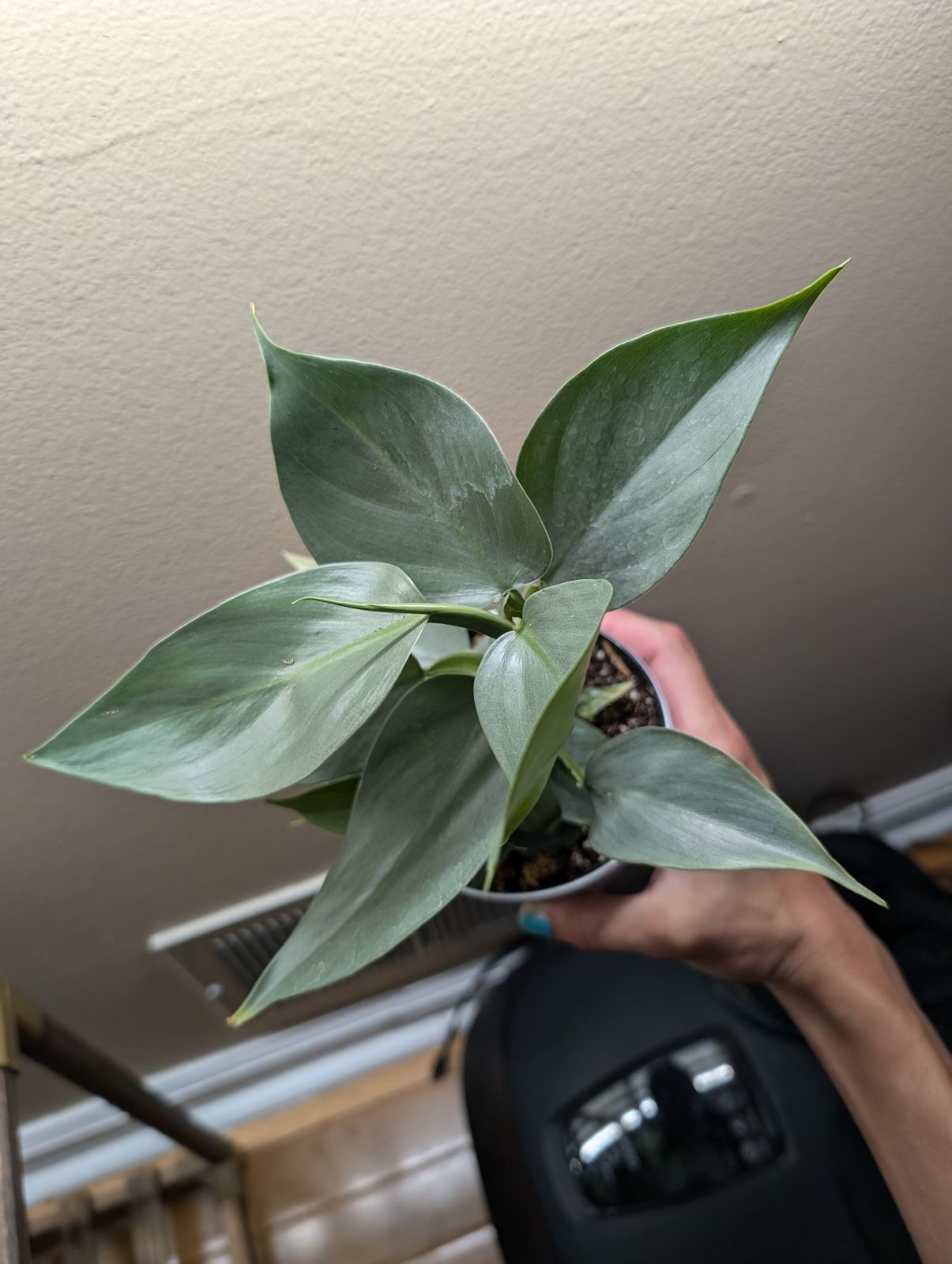 tiger lotus plant Tiger Lotus Bulb for sale – AquariumFish.com