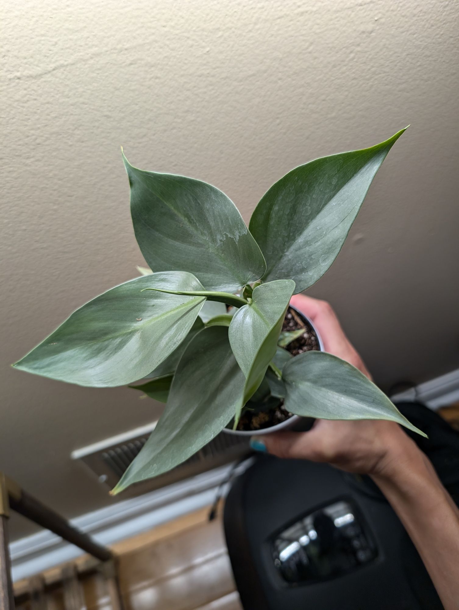 4" Philodendron 'Silver Sword' - BWH Plant Co.