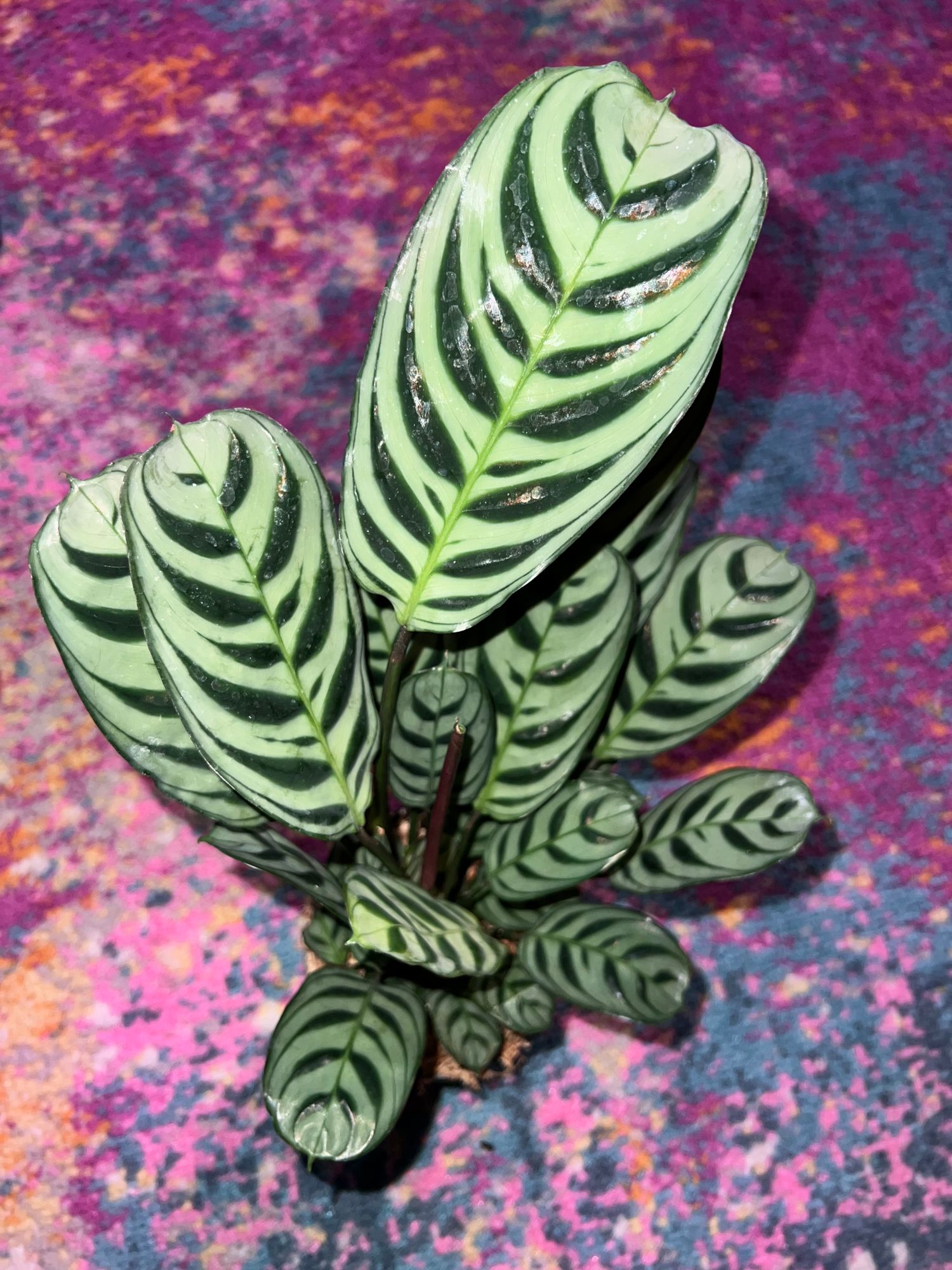 dracena surculosa Dracaena surculosa 'Florida Beauty' (Gold Dust Dracaena)  Vern Goers  Greenhouse