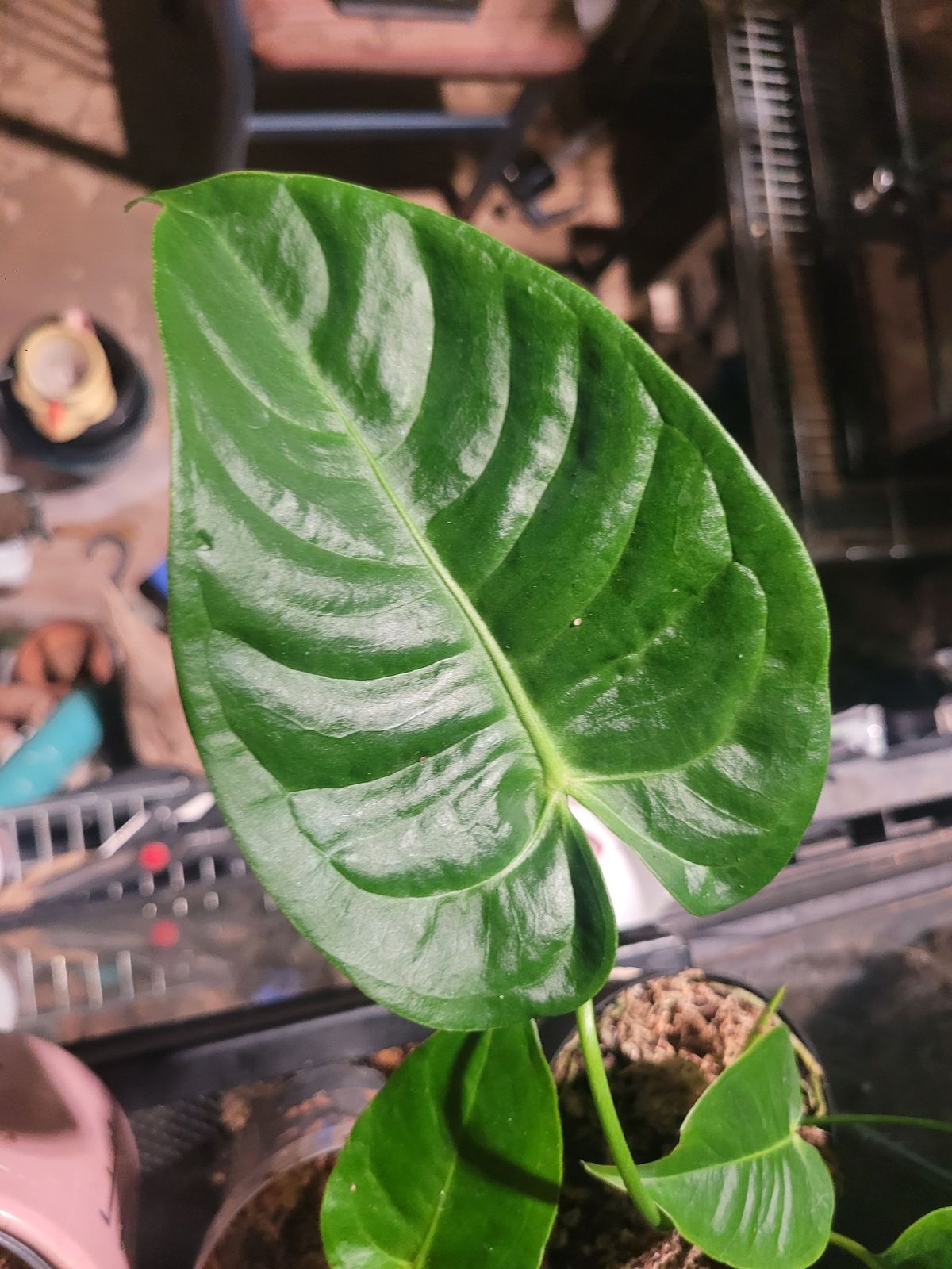4" Anthurium 'Veitchii'  BWH Plant Co