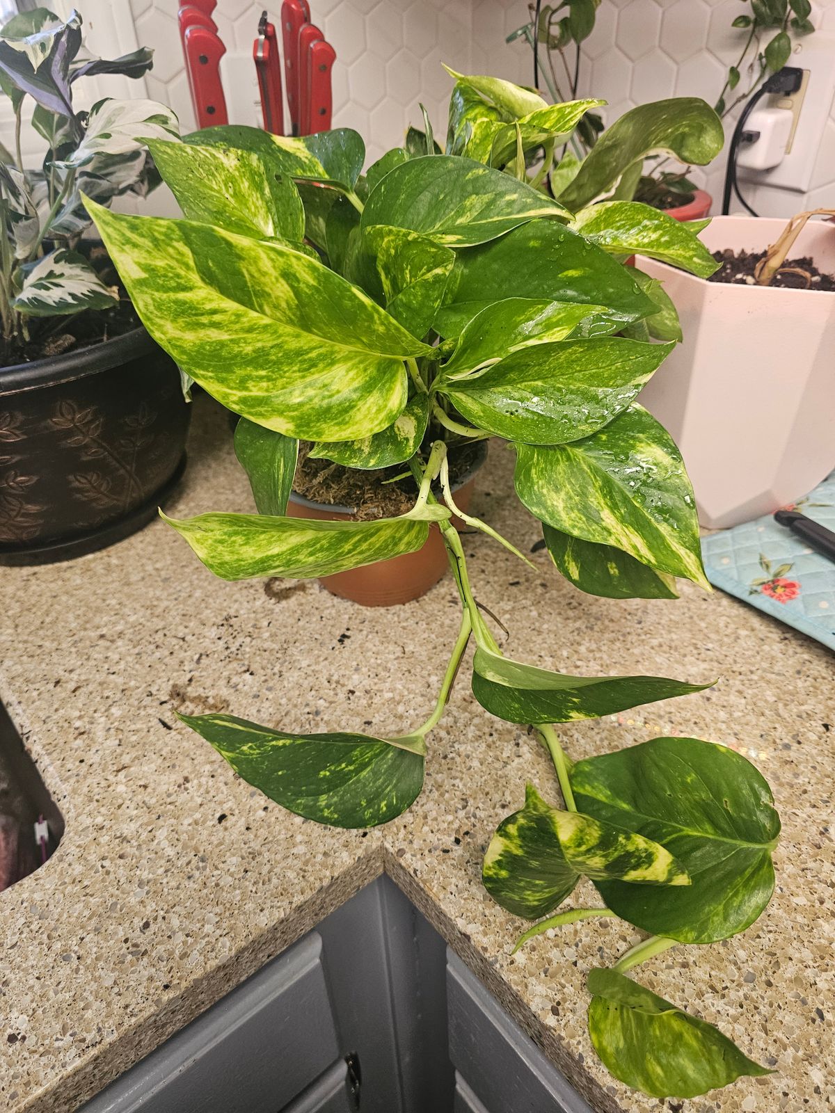 6" Pothos 'Golden Hi Color' (Hanging Basket) - BWH Plant Co.