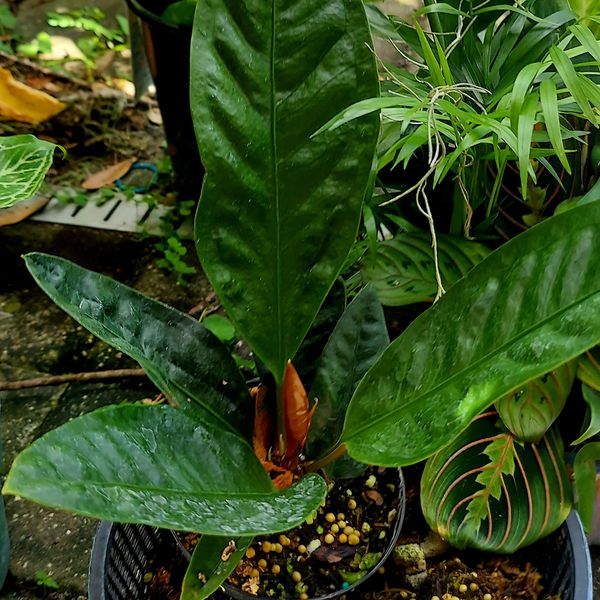 bilder bogenhanf Sansevieria trifasciata