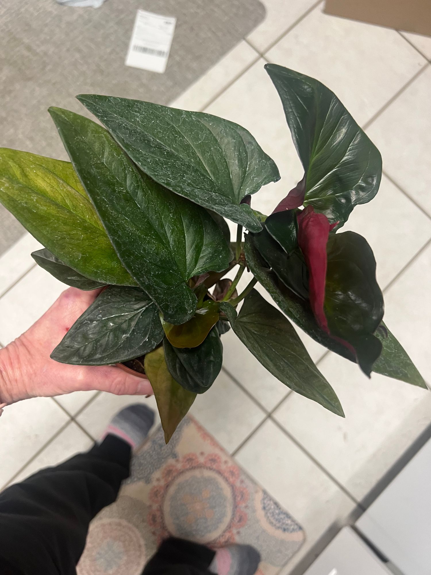 4" Syngonium Erythrophyllum 'Red Arrow' - BWH Plant Co.