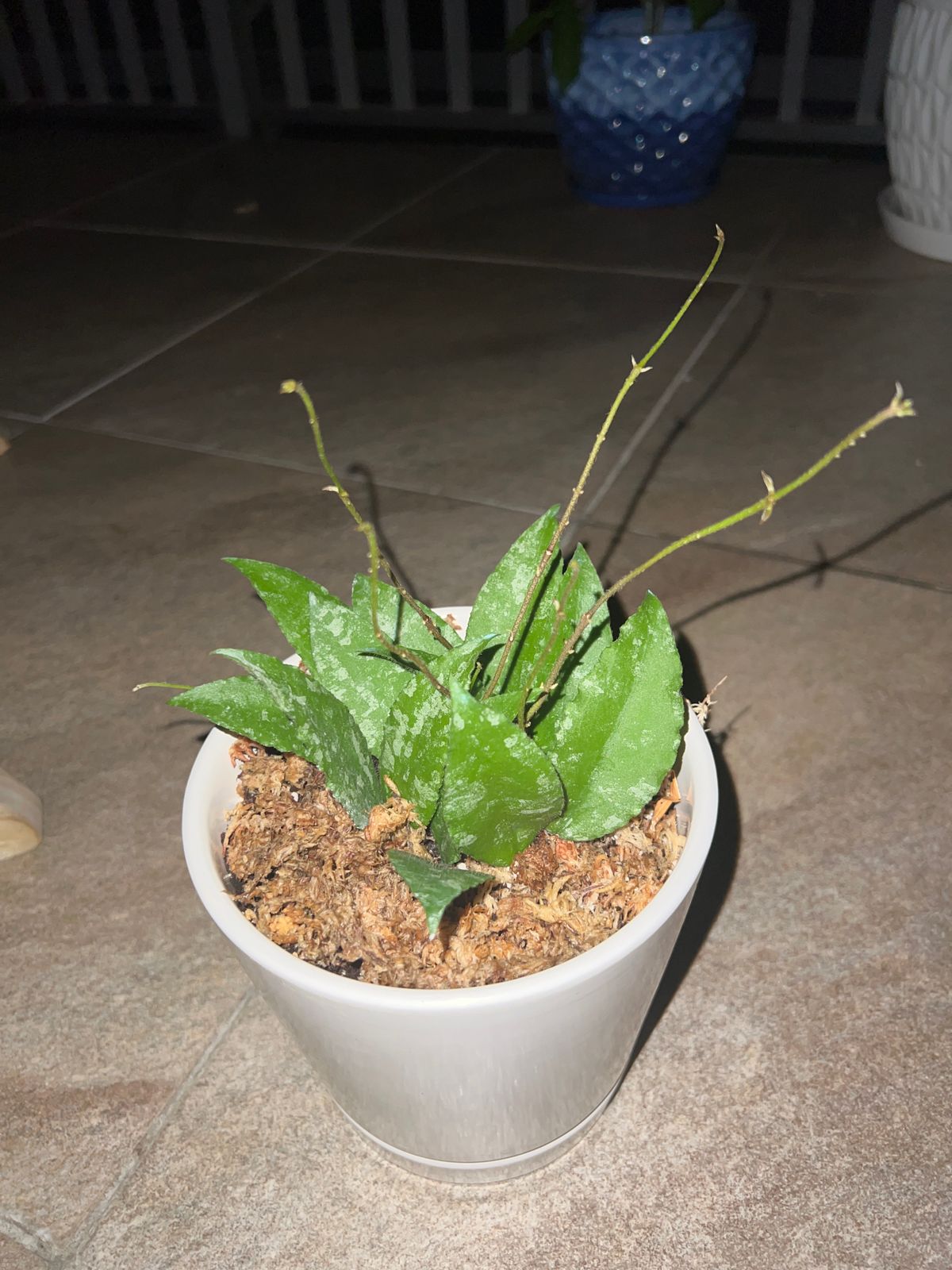 Hoya caudata (Sumatra) – Secret Garden Plant Shop