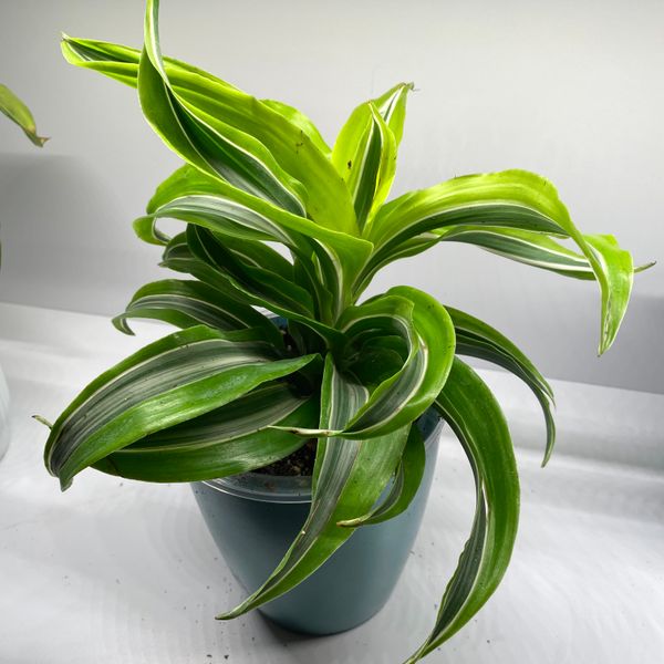 4" Dracaena 'Lemon Lime' Dragon Tree  BWH Plant Co