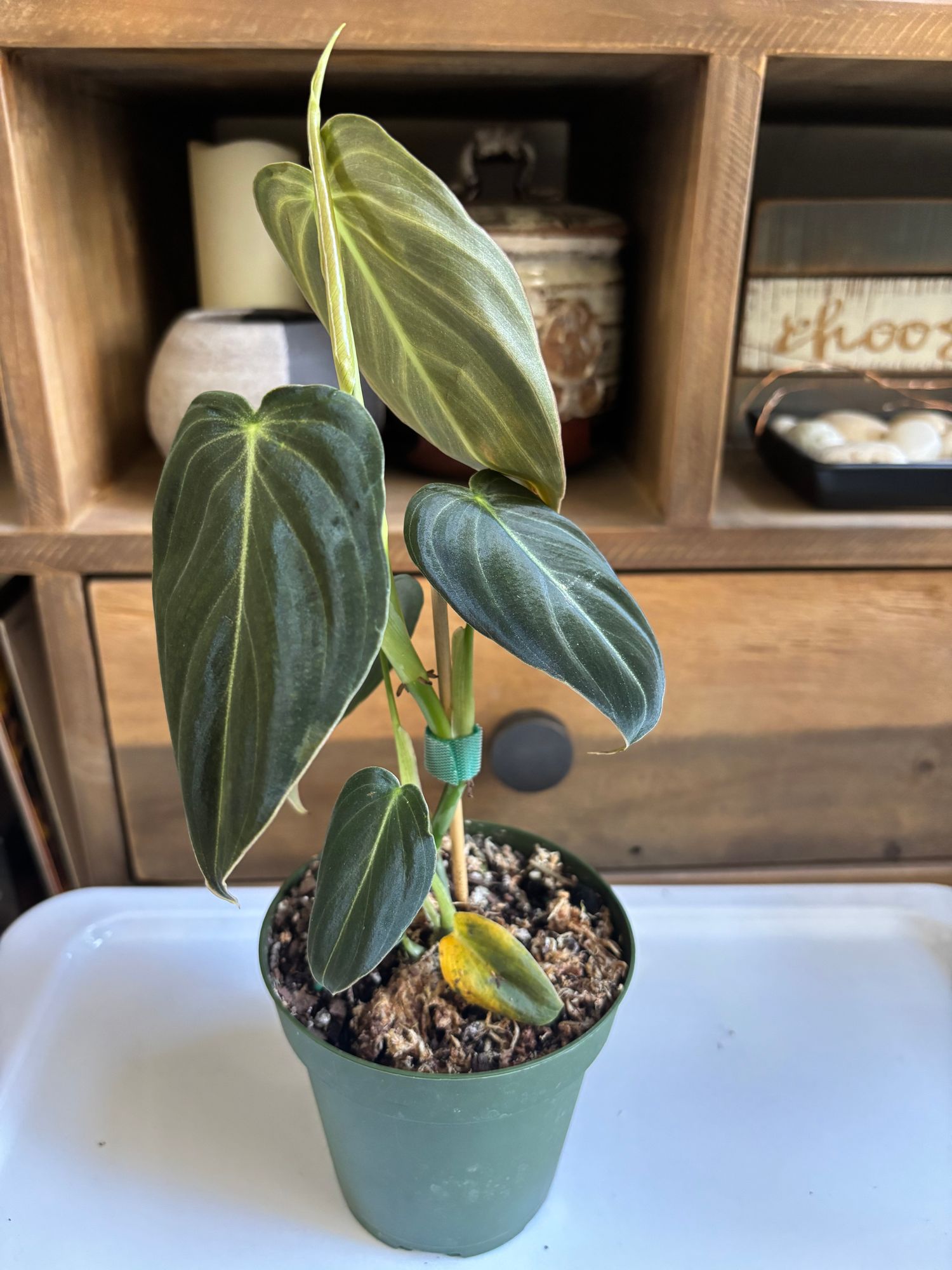 3" Philodendron 'Melanochrysum' - BWH Plant Co.