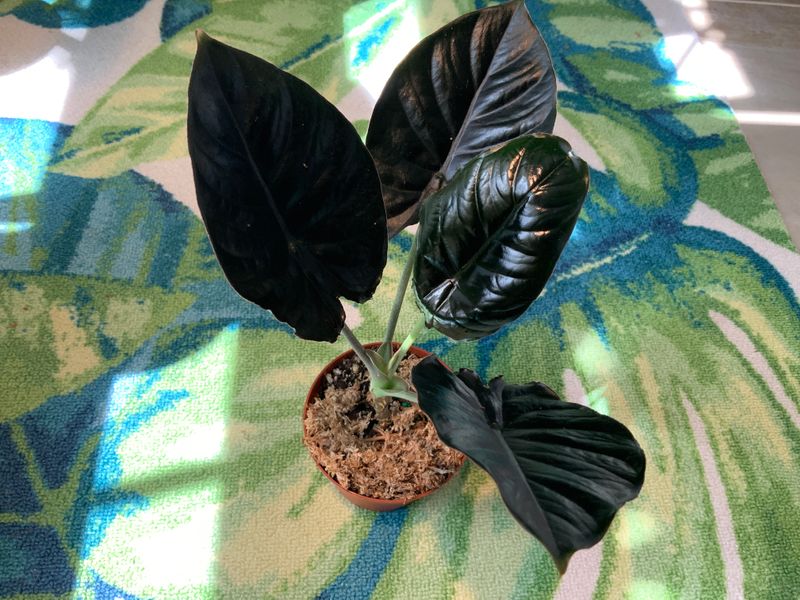 4" Alocasia 'Infernalis' - BWH Plant Co.