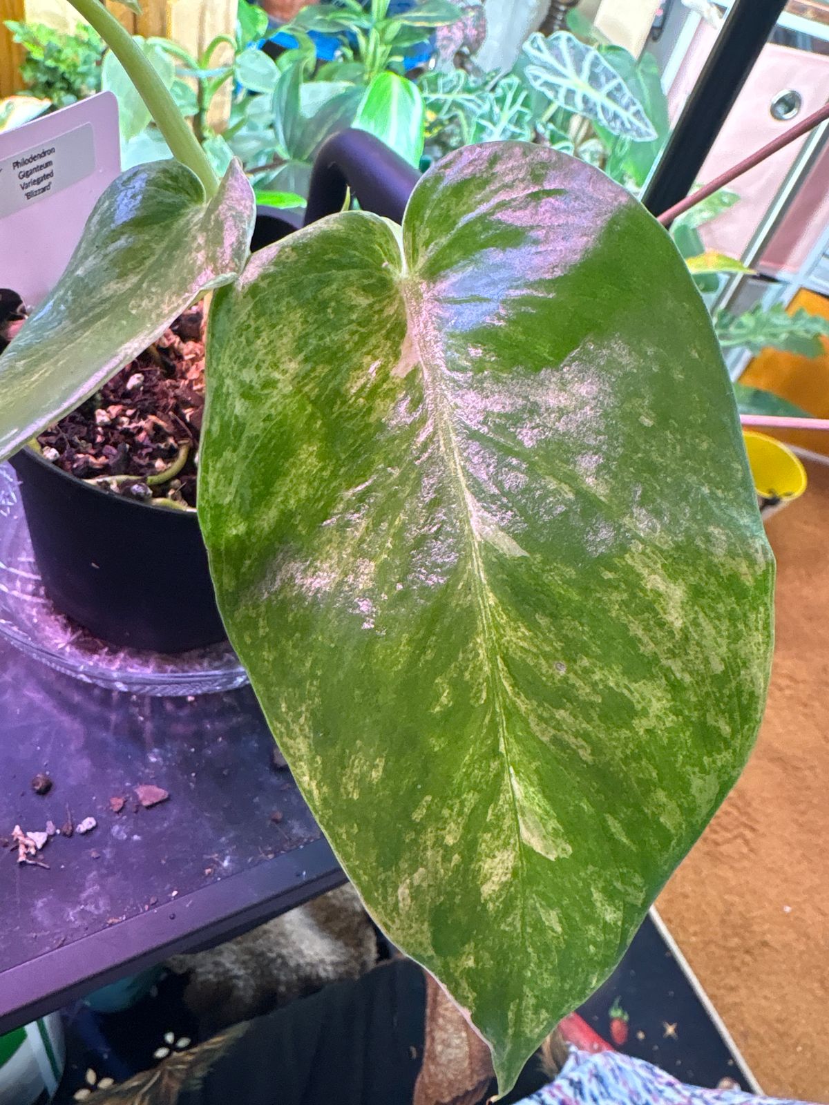 4" Variegated Philodendron Giganteum 'Blizzard'  BWH Plant Co