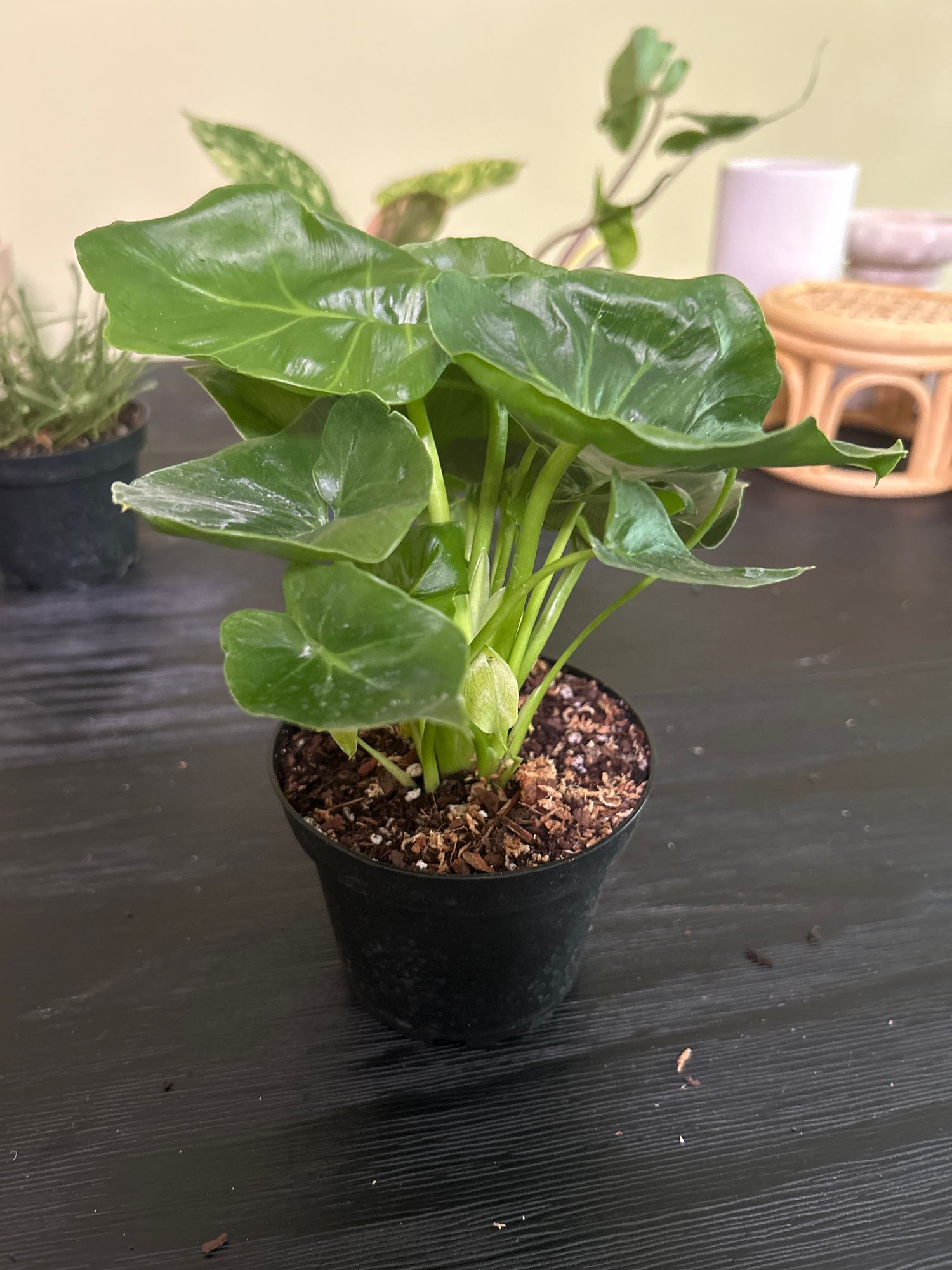 4" Philodendron 'Atom'  BWH Plant Co