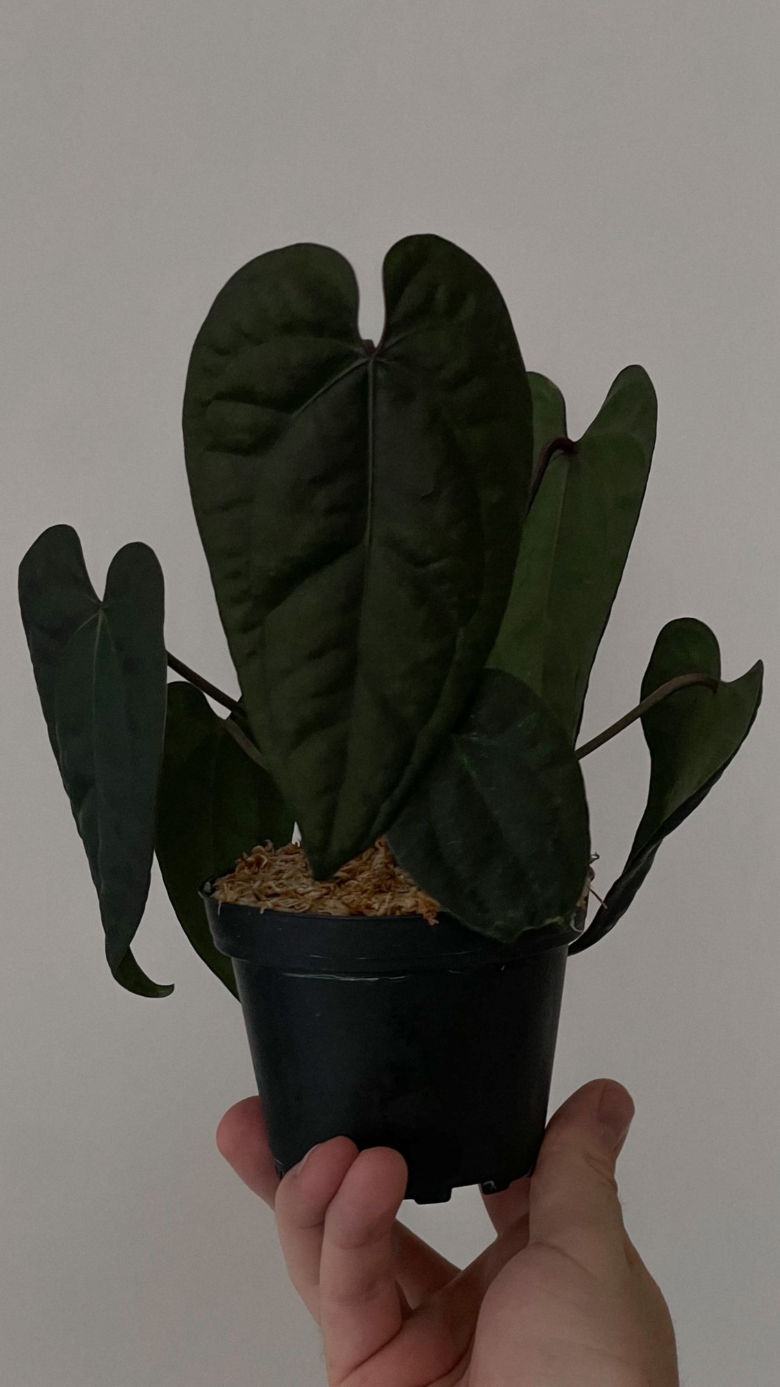 dracaena massangeana corn plant 3-5 FT Mass Cane | Exclusive for NYC, NJ, CT, Boston, Providence,  Washington DC, Baltimore, Philadelphia, Princeton, Long Island, and Upstate  NY