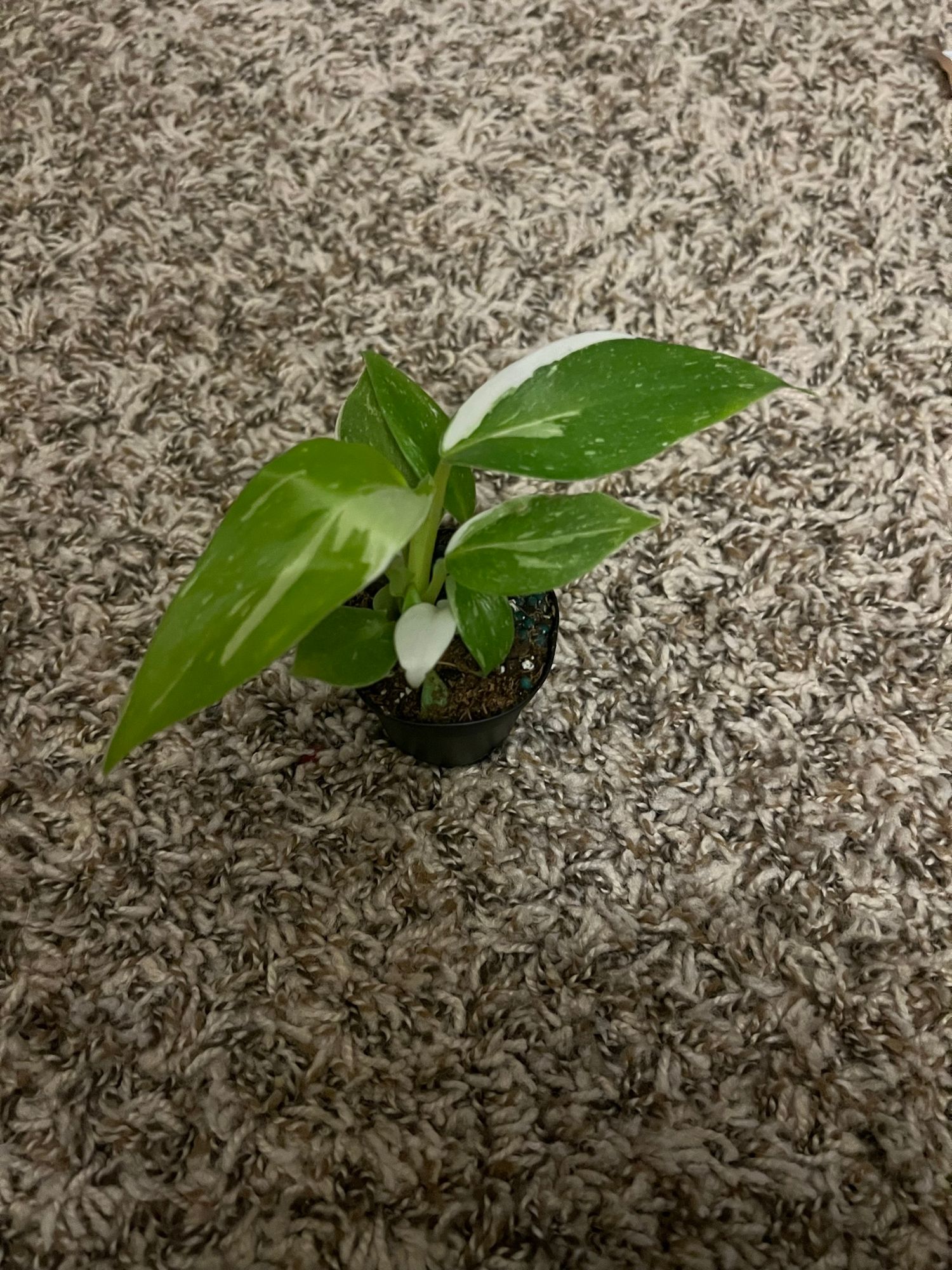 dark zz plant Zamioculcas 'Black Raven' ZZ Plant – Jordan's Jungle main image 1