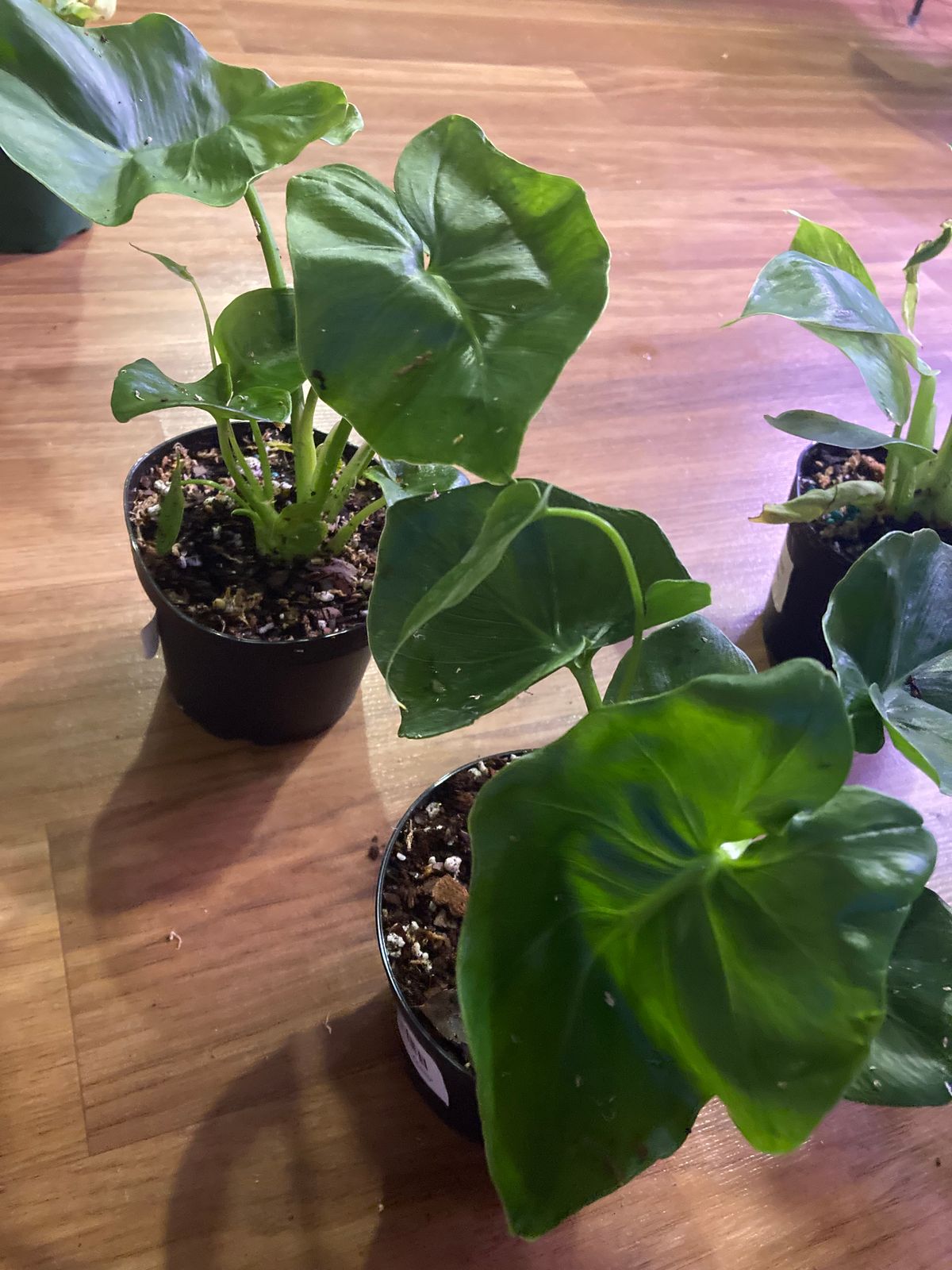 4" Philodendron 'Atom'  BWH Plant Co