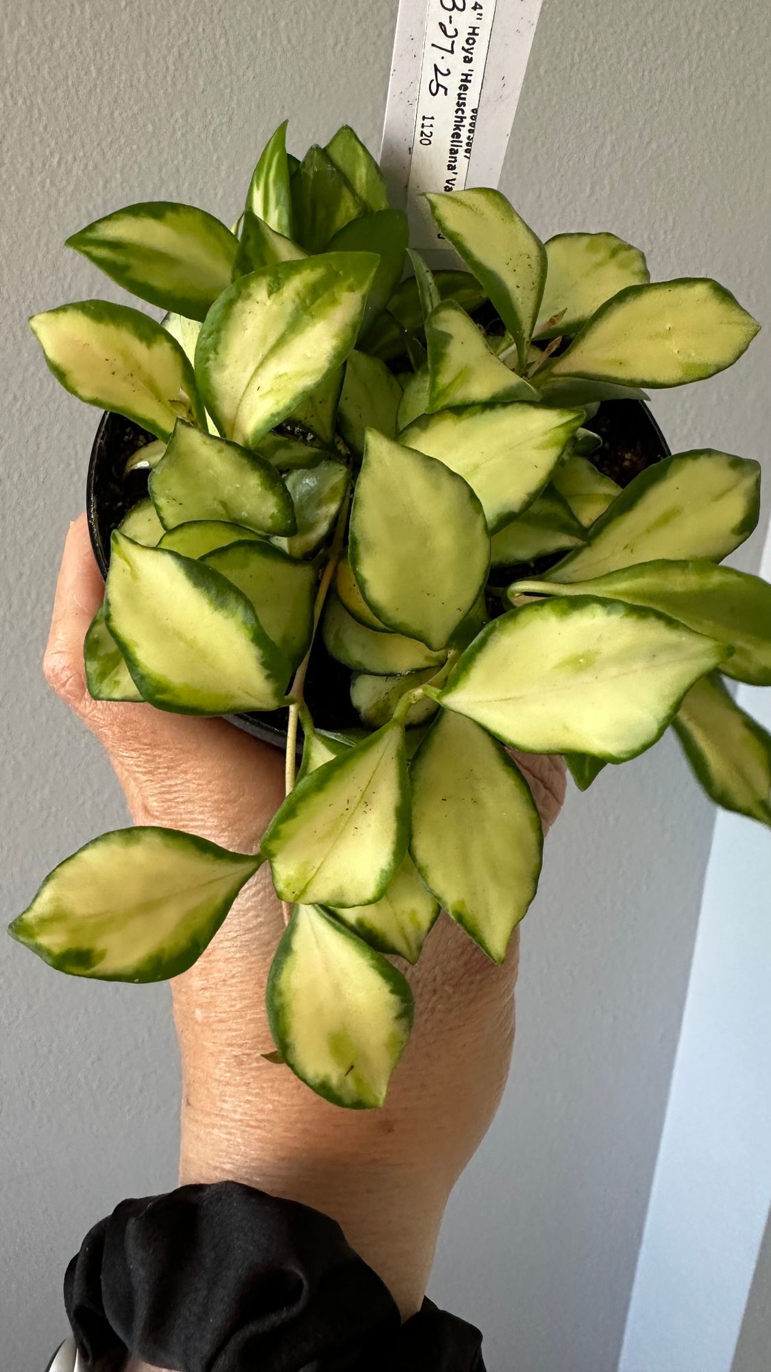 4" Hoya 'Heuschkeliana' Variegated  BWH Plant Co