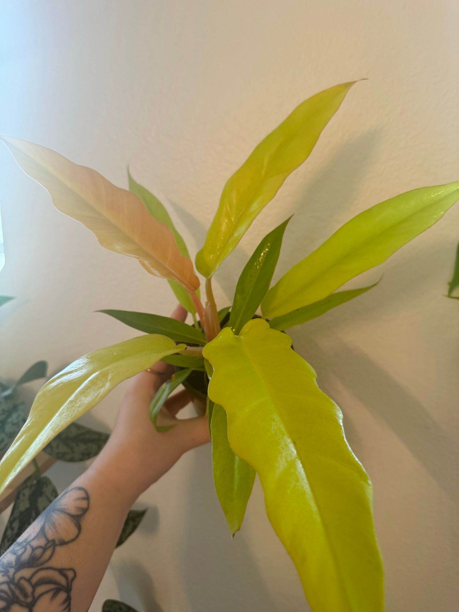 4" Philodendron 'Golden Crocodile'  BWH Plant Co