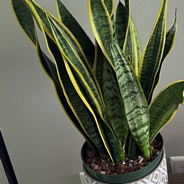 sansevieria bacularis mikado Sansevieria bacularis Mikado - Snake Plant | Hortology