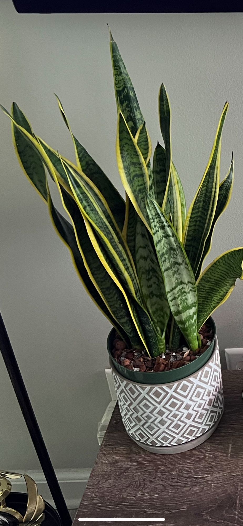 6 Sansevieria 'Laurentii'  BWH Plant Co