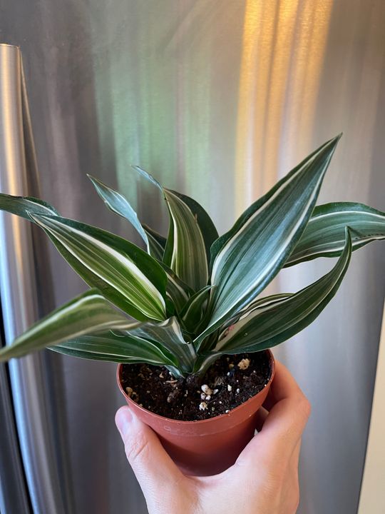 4" Dracaena 'White Jewel' Dragon Tree  BWH Plant Co