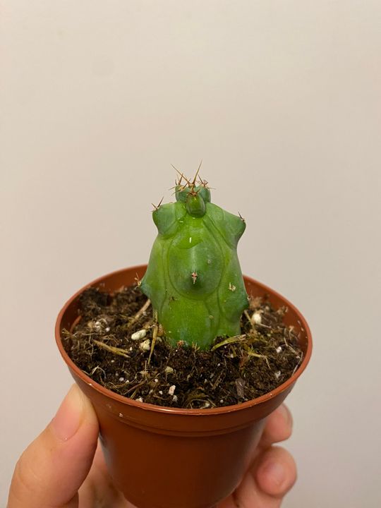 2.5" Myrtillocactus Geometrizans 'Boobie Cactus'  BWH Plant Co
