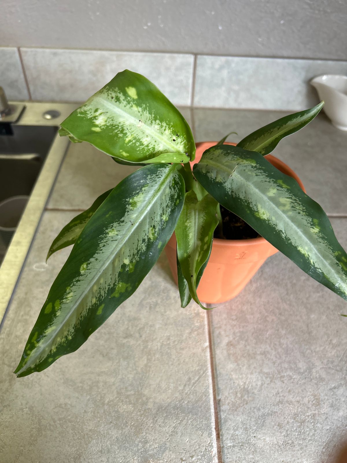 unique plant pots indoor Oaxaca Terracotta Planters – Clay Imports