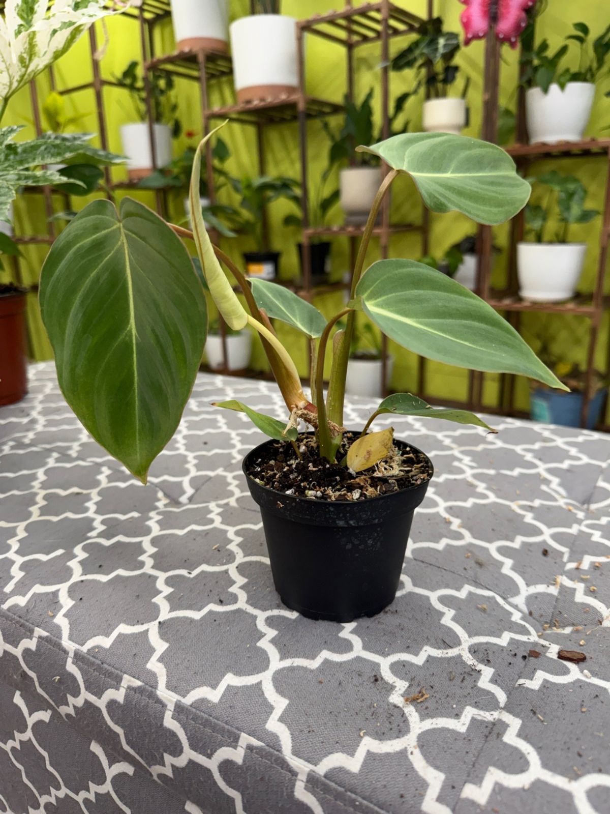 philodendron silver sword care 4