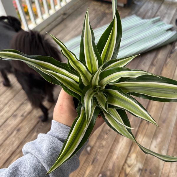 4" Dracaena 'Malaika'