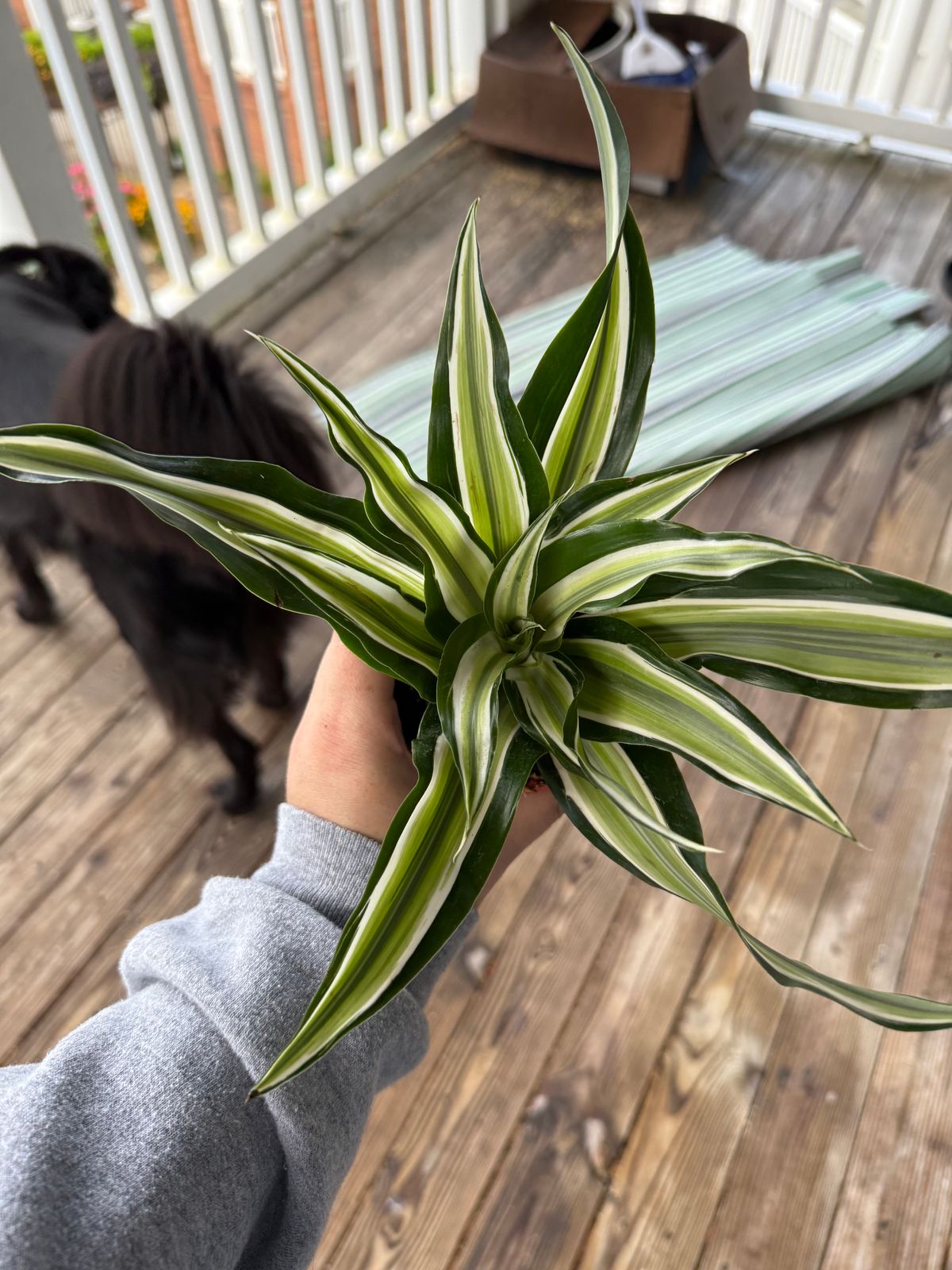 4" Dracaena 'Malaika'  BWH Plant Co