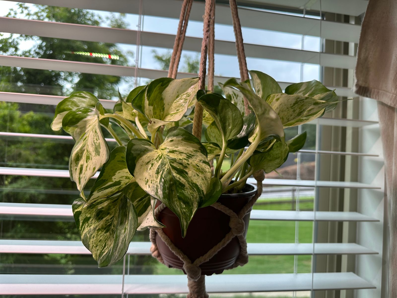 bottom water snake plant Snake Plant Laurentii | Low Light Indoor Plant