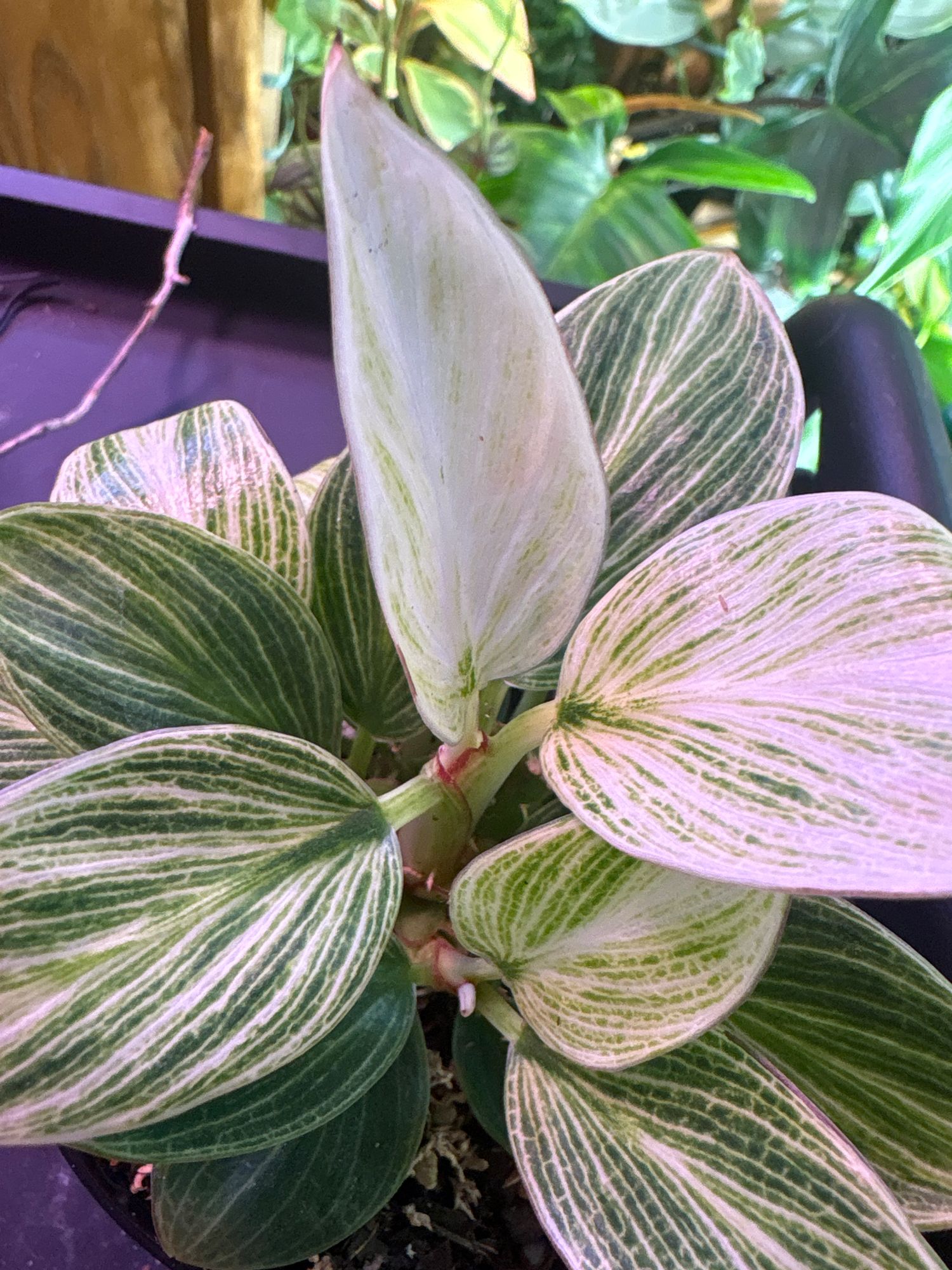 4" Philodendron 'Birkin'  BWH Plant Co