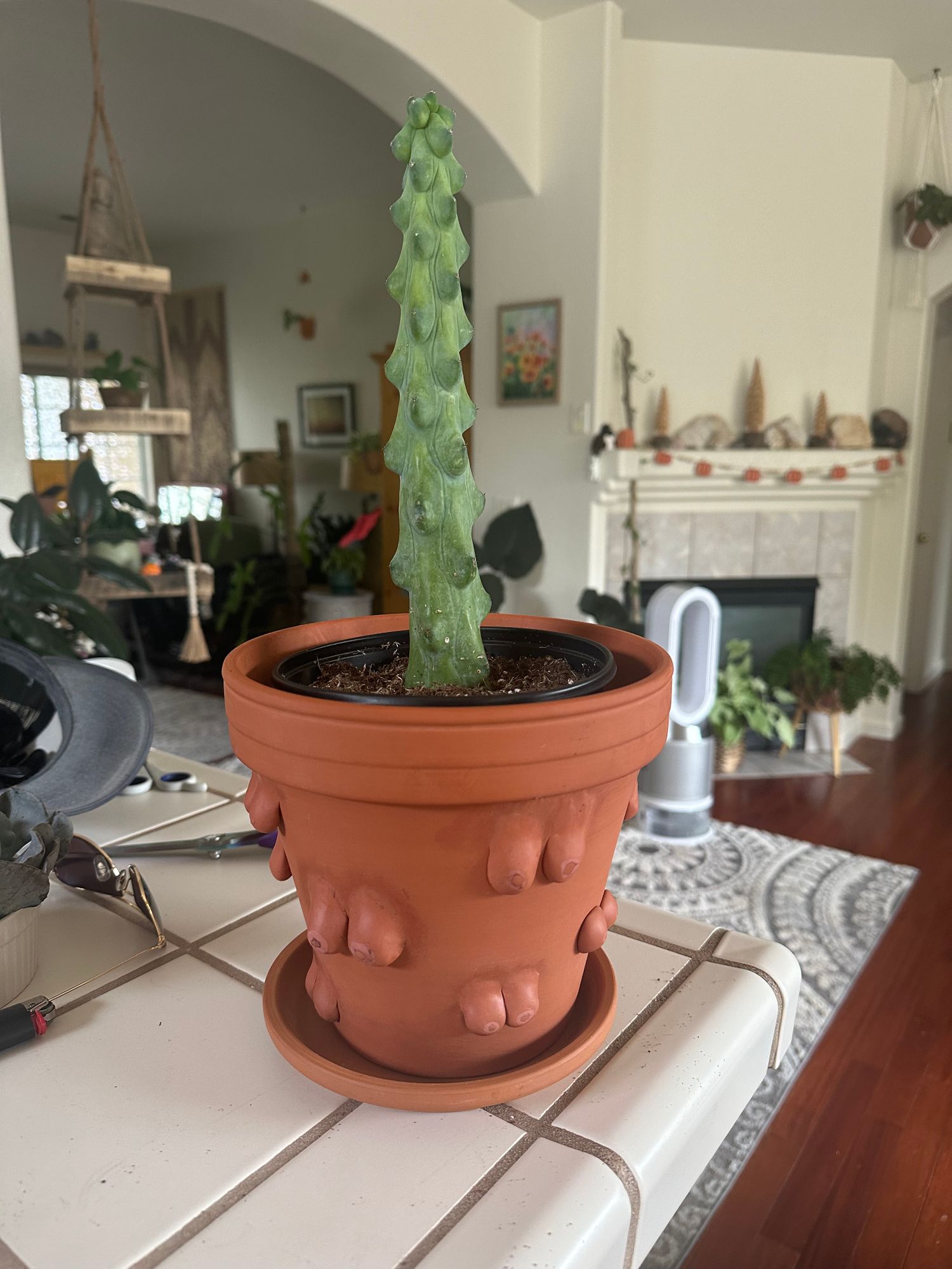 flat cactus plant Prickly Pear Cactus main image 1