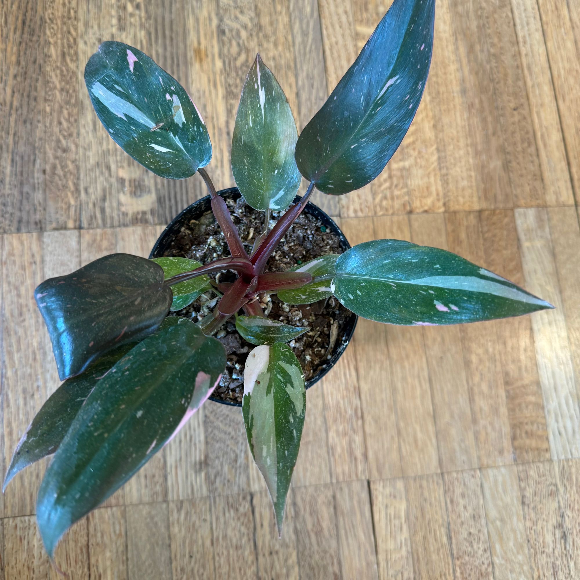4" Philodendron Pink Princess 'Marble'  BWH Plant Co