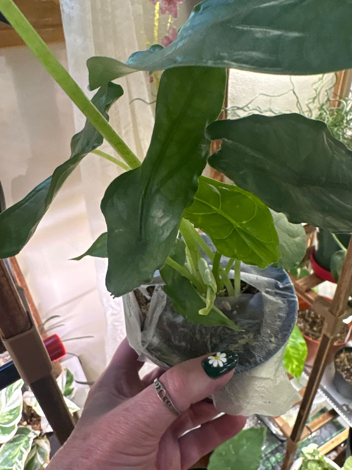 4" Alocasia 'Heterophylla Dragon's Breath' - BWH Plant Co.