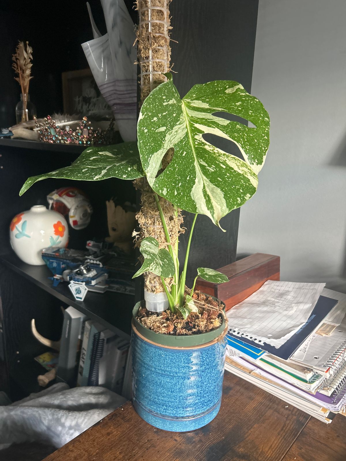 voodoo lily plant Pink Voodoo Lily main image 1