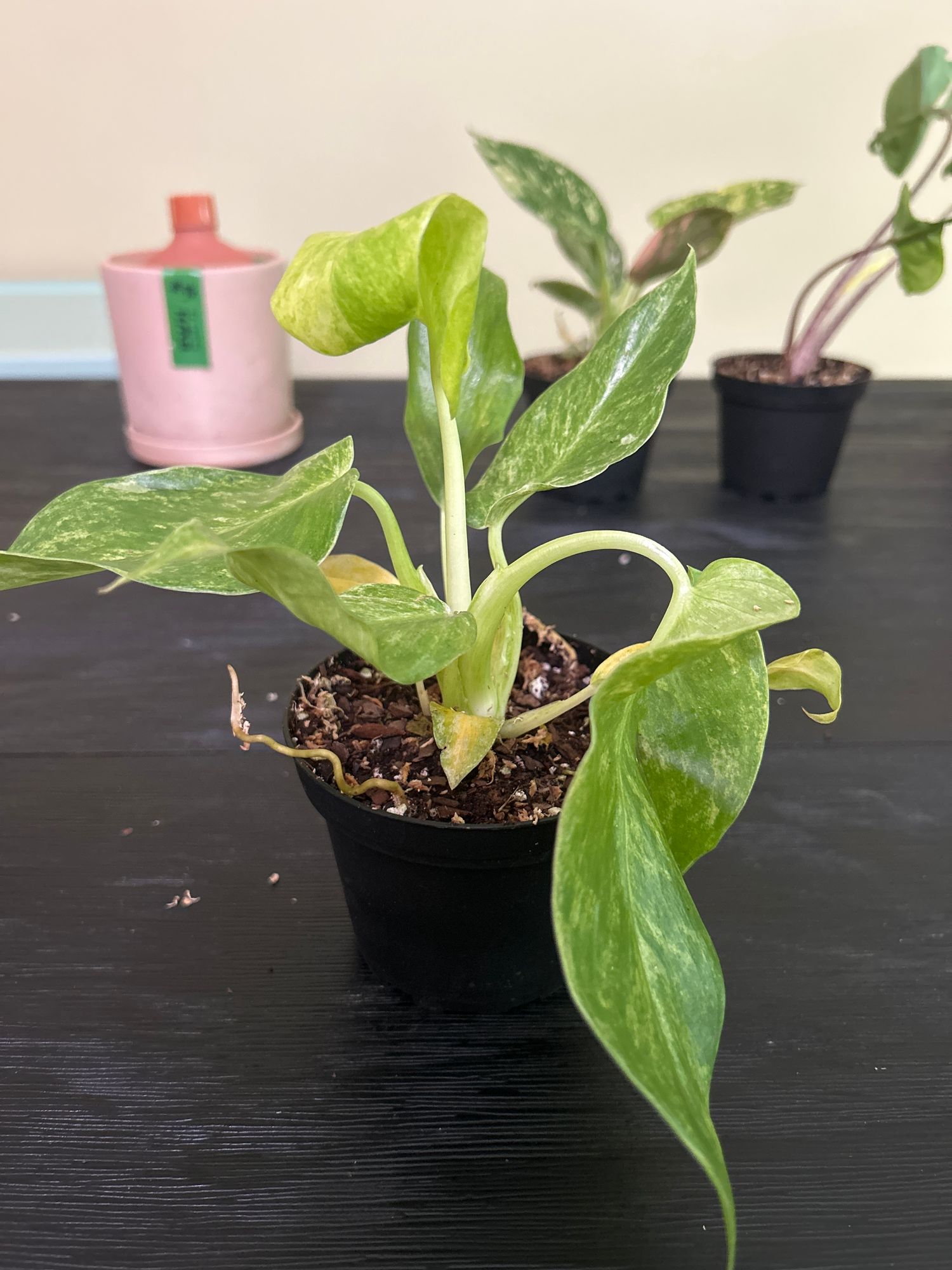 4" Variegated Philodendron Giganteum 'Blizzard'  BWH Plant Co