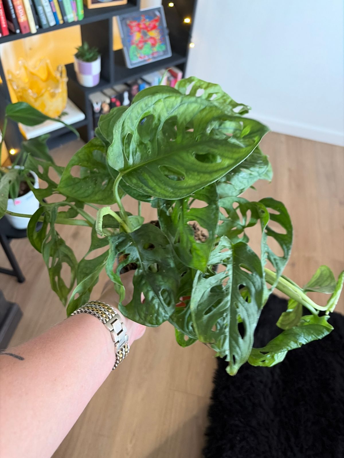 4" Monstera Adansonii 'Swiss Cheese' (Wide Form)  BWH Plant Co