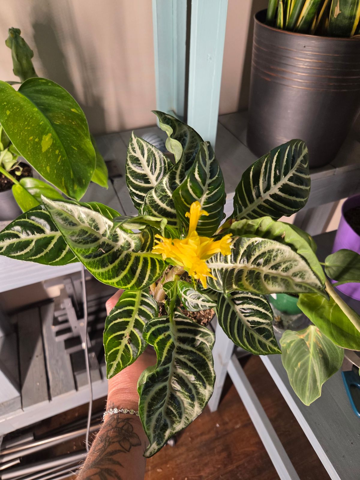 4" Aphelandra 'Zebra Plant'  BWH Plant Co